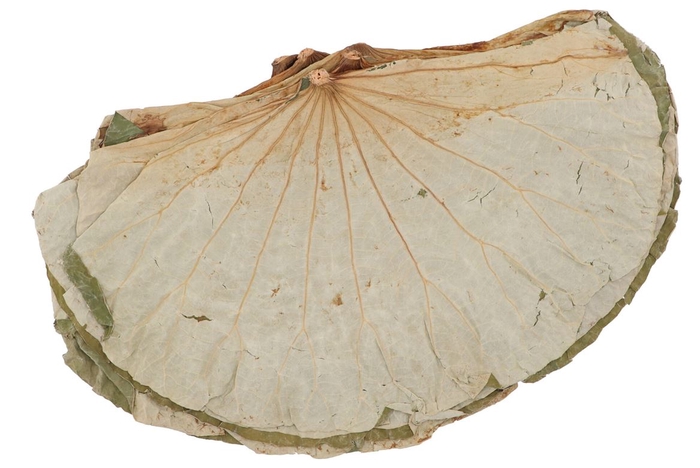 <h4>Nature Lotus Leaf Big P/10</h4>