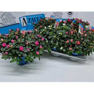 Rhododendron simsii Hellmut Vogel mix 14Ø 30cm 32Ø