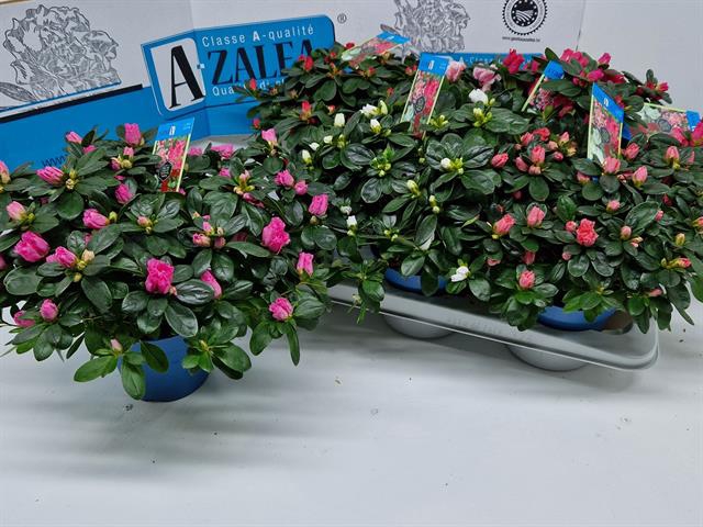 Rhododendron simsii Hellmut Vogel mix 14Ø 30cm 32Ø