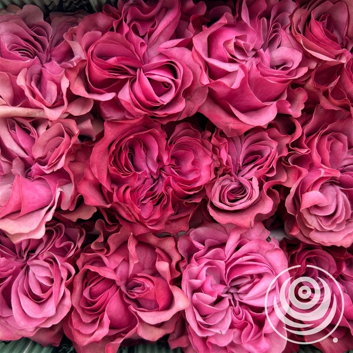 <h4>R Eq Country Blues</h4>