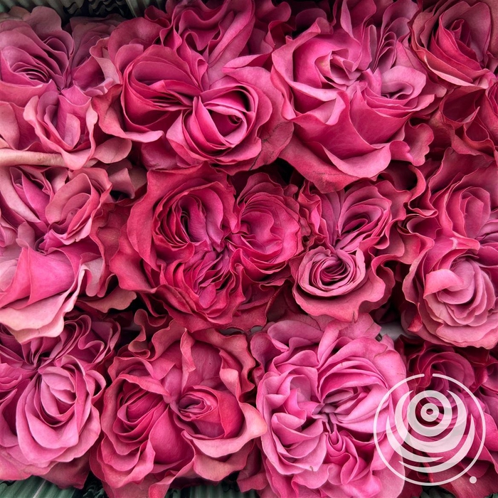 <h4>R Eq Country Blues</h4>