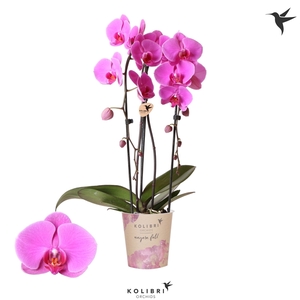 Kolibri Phal Niagara Fall Wellness