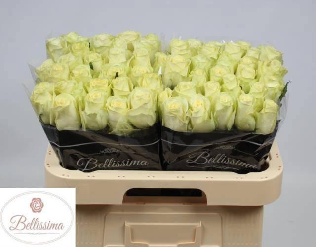 <h4>R GR CREAM UNIQUE</h4>