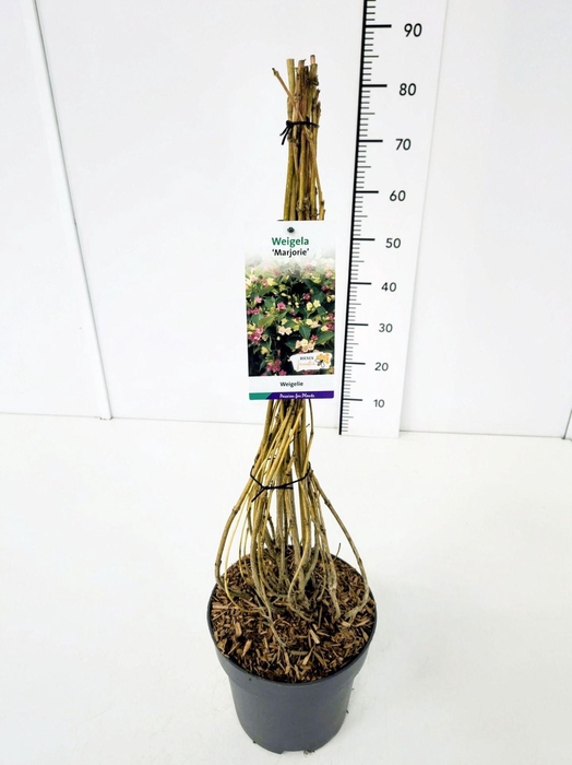 Weigela overig
