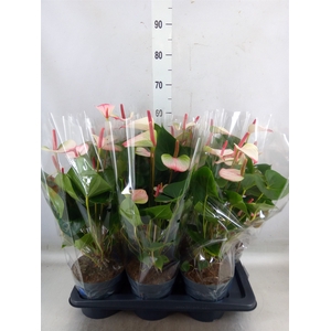 Anthurium  'Karma Hot Lips'