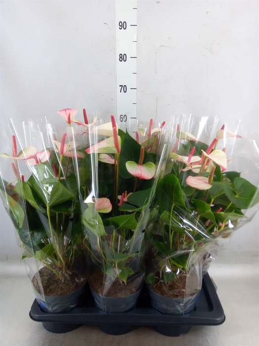 <h4>Anthurium  'Karma Hot Lips'</h4>
