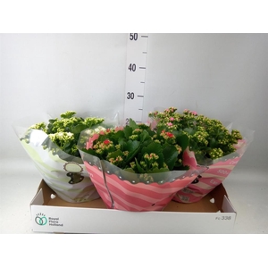 Kalanchoe blos.   ..rosebud mix  4