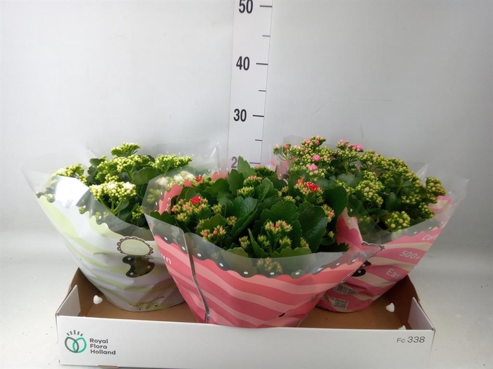 <h4>Kalanchoe blos.   ..rosebud mix  4</h4>