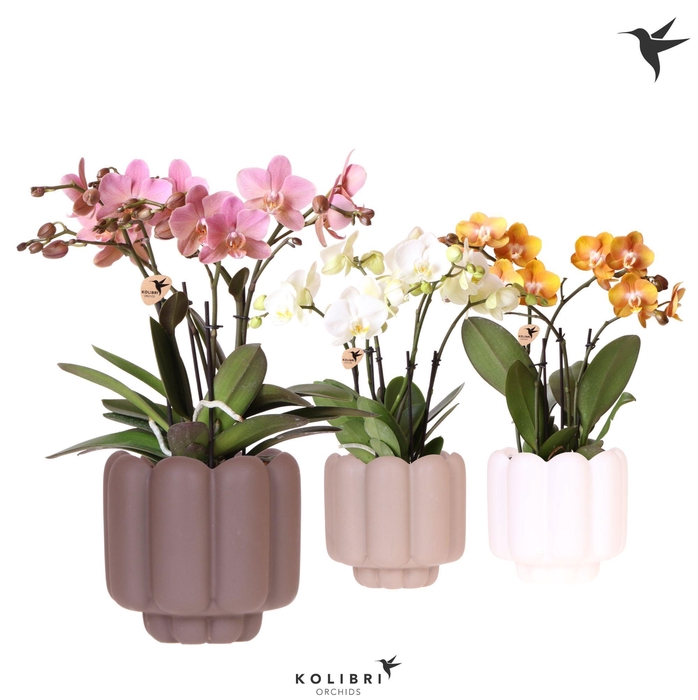 <h4>Kolibri Orchids Phalaenopsis Jewel mix 4 spike in Retro pot sand mix</h4>