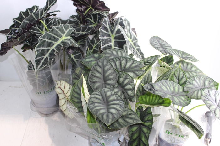 <h4>ALOCASIA P12</h4>