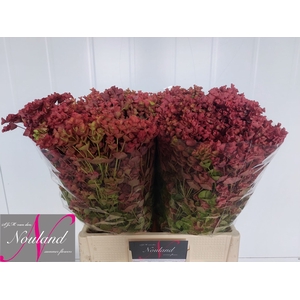 Euphorbia Overig SJM Nouland