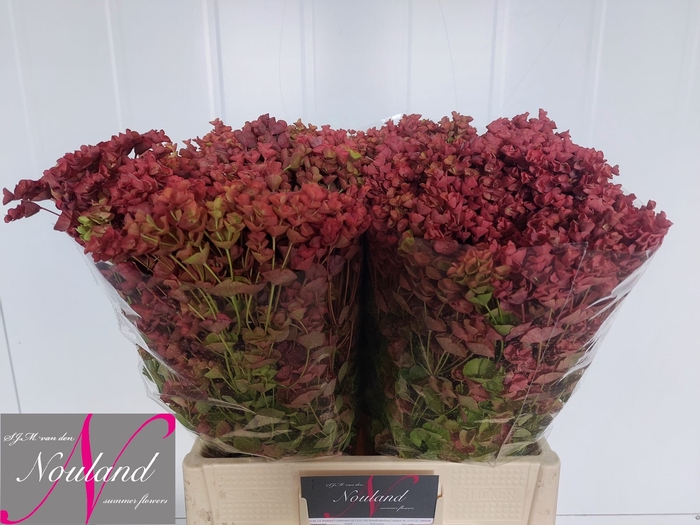 <h4>Euphorbia Overig SJM Nouland</h4>