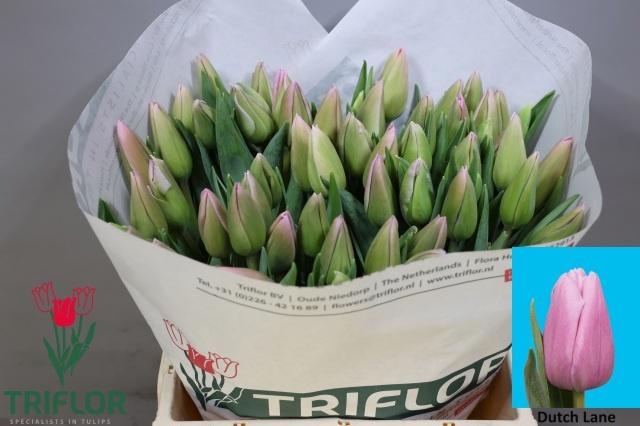 <h4>TU EN DUTCH LANE</h4>