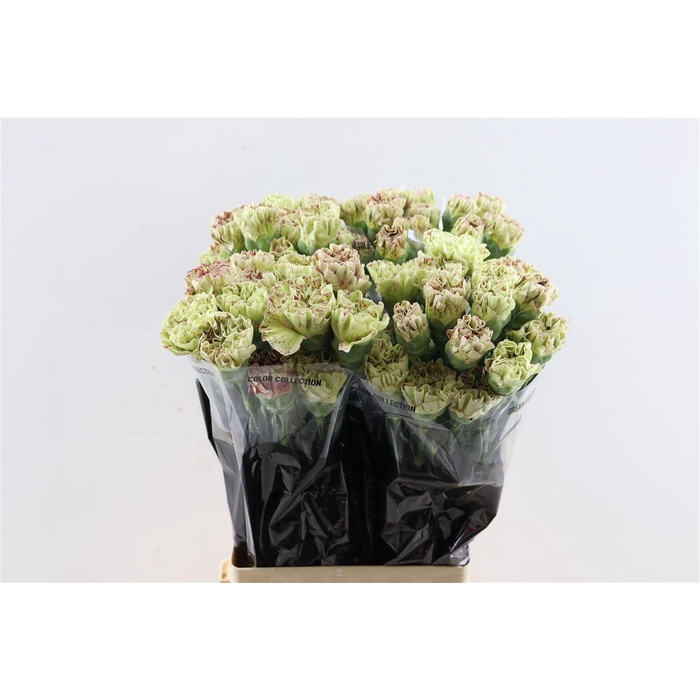 <h4>Di St Cover</h4>