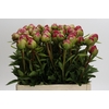Paeonia Command Performance