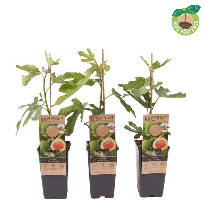 <h4>Ficus Carica Brown Turkey</h4>