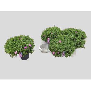 ASTER D AL LIGH PINK