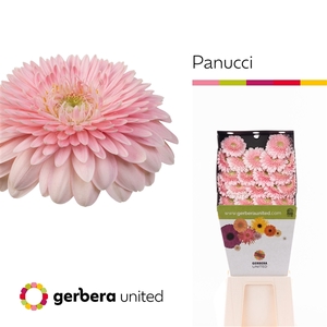 Ge Mi Pomponi Panucci Diamond United