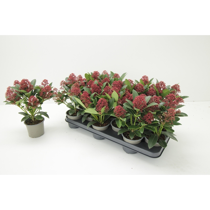 <h4>SKIM J RUBELLA</h4>