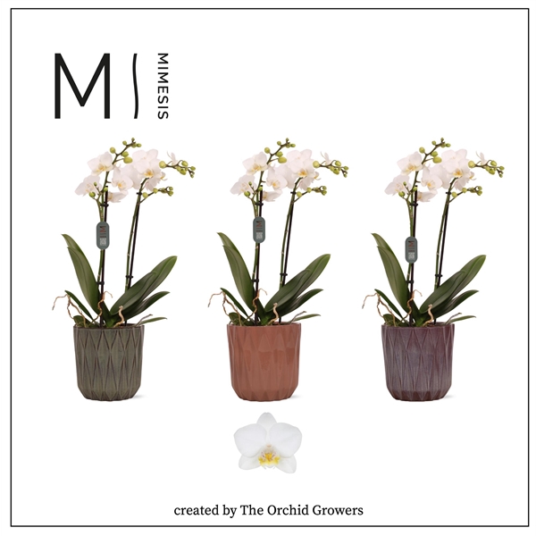 <h4>Mimesis Phal. Multi White - 2 spike 12cm in Maria ceramic</h4>