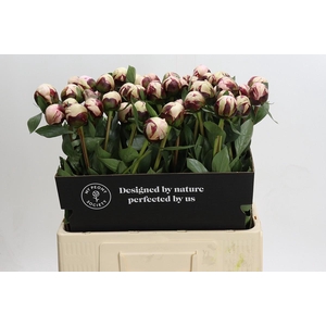 Paeonia Reine Hortense