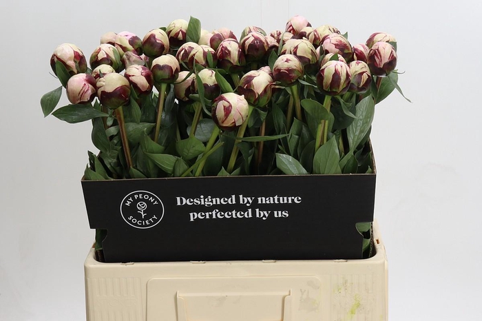 <h4>Paeonia Reine Hortense</h4>