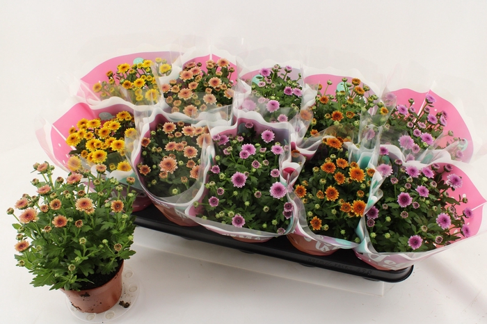 <h4>CHRYS JELLYFI GEM</h4>