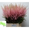 Astilbe Ar Erika