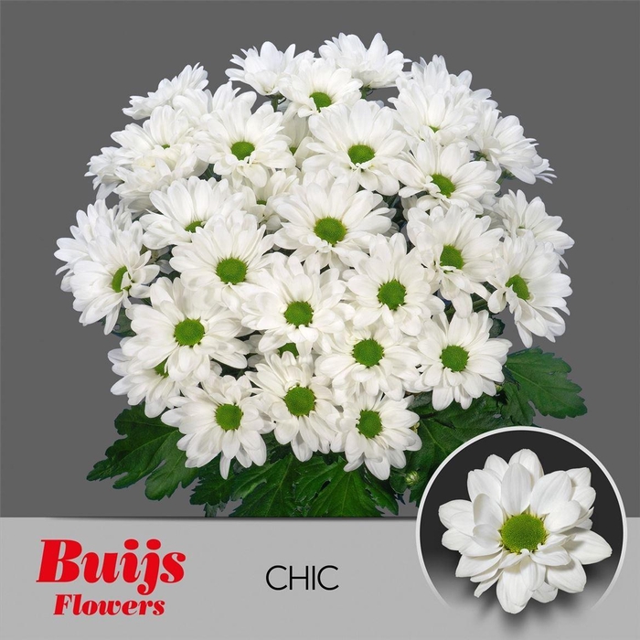 <h4>Chr T Chic</h4>