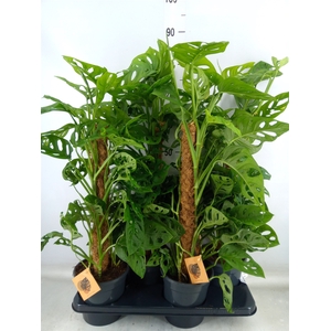 Monstera obliqua 'Monkey Mask'