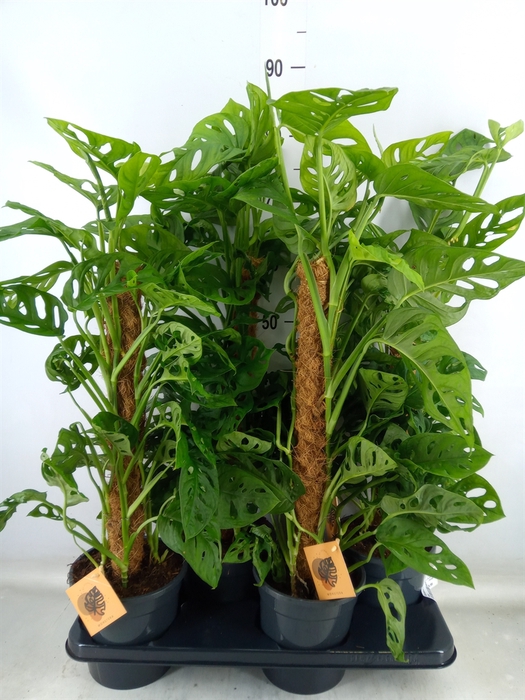 <h4>Monstera obliqua 'Monkey Mask'</h4>