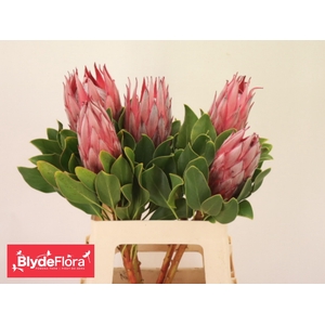 Protea Cy Clare