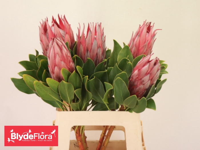 <h4>Protea Cy Clare</h4>