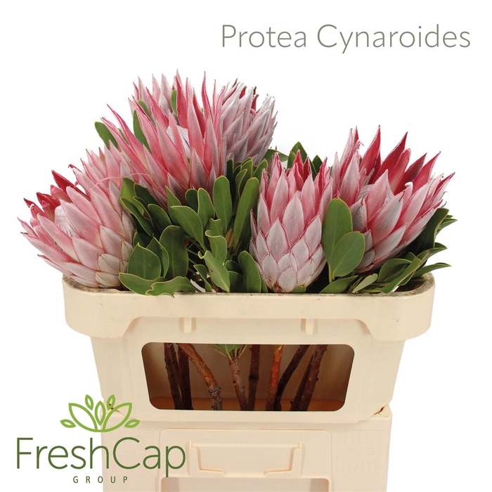 <h4>Protea Cynaroides Mini</h4>