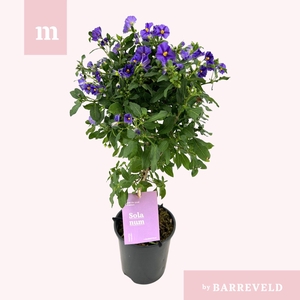 Solanum Rantonnetii stam