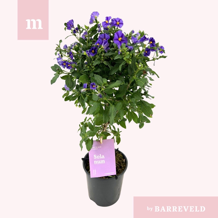 <h4>Solanum Rantonnetii stam</h4>