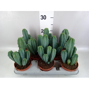 Cereus   ...