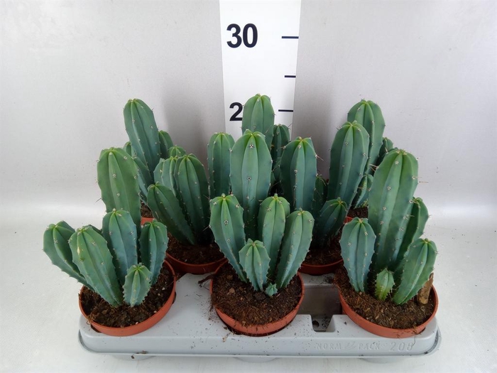 <h4>Cereus ...</h4>