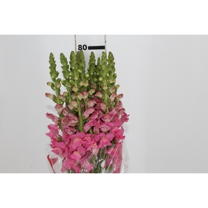BOCA DE LEAO MONACO ROSE 080 CM