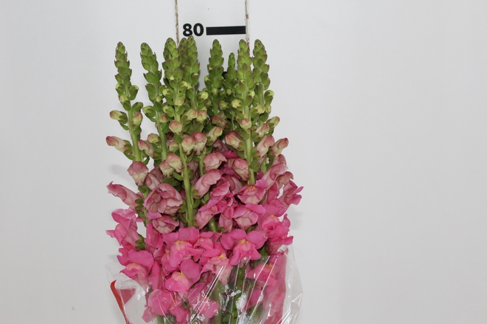 <h4>BOCA DE LEAO MONACO ROSE 080 CM</h4>