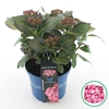 Hydrangea macrophylla overig