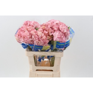 Hydr Rose Gold