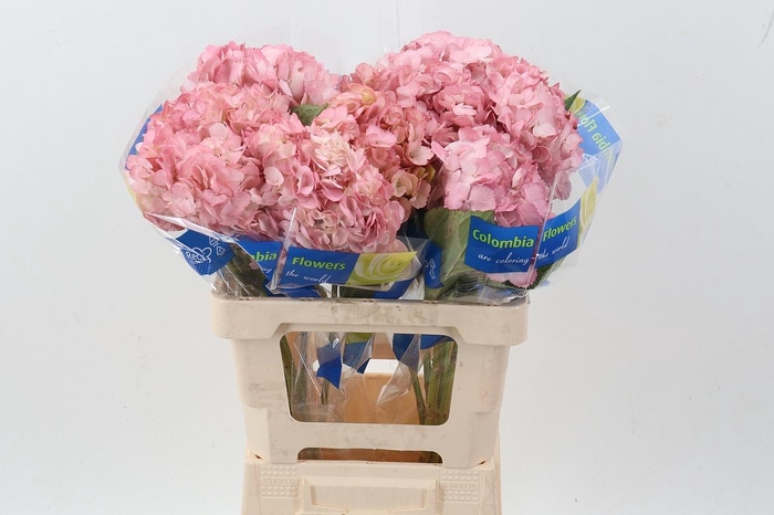 <h4>Hydr Rose Gold</h4>