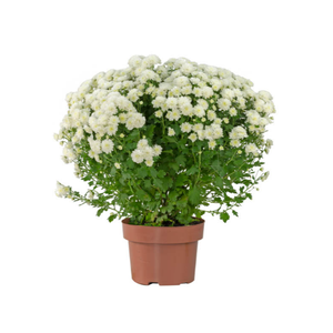 CRISANTEMO BOLA BELGA JASODA P20 BRANCO