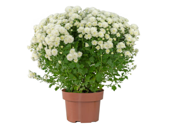 <h4>CRISANTEMO BOLA BELGA JASODA P20 BRANCO</h4>