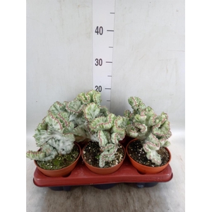 Euphorbia lactea