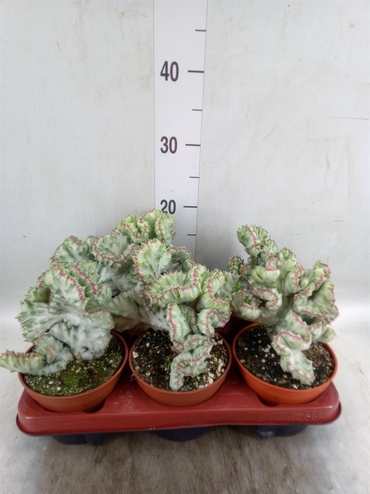 <h4>Euphorbia lactea</h4>