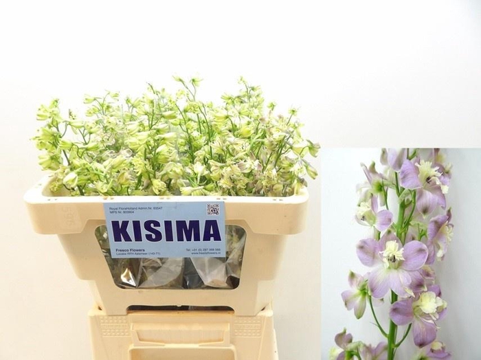 <h4>DELPH EN TRICK PINK</h4>