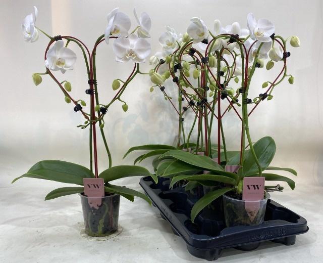 <h4>PHAL OV WIT</h4>