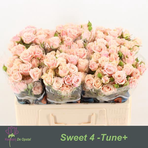 <h4>R Tr Sweet 4 Tune Opstal</h4>